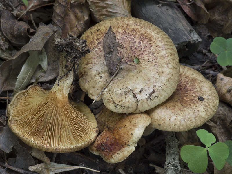 Paxillus adelphus